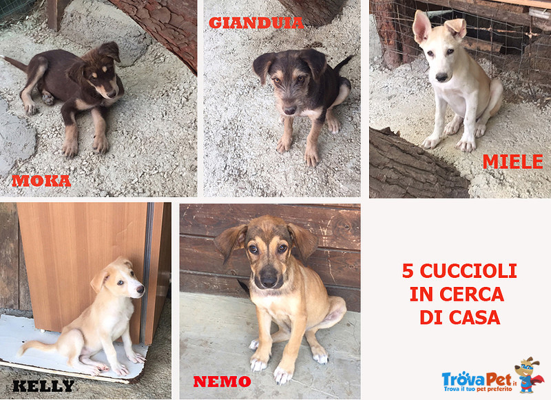 Gianduia, Moka, Kelly, nemo e Miele, Cuccioli di 3/4 Mesi, Dalla Sicilia a Bergamo per Realizzare Il - Foto n. 1
