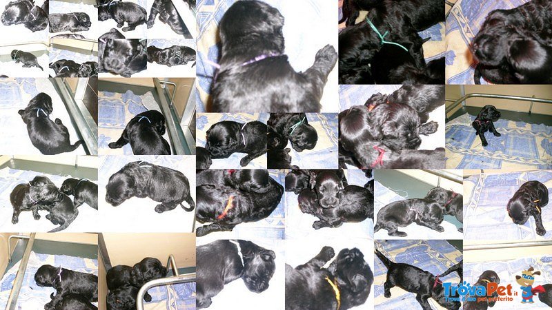 Cuccioli di Terrier nero Russo - Foto n. 1
