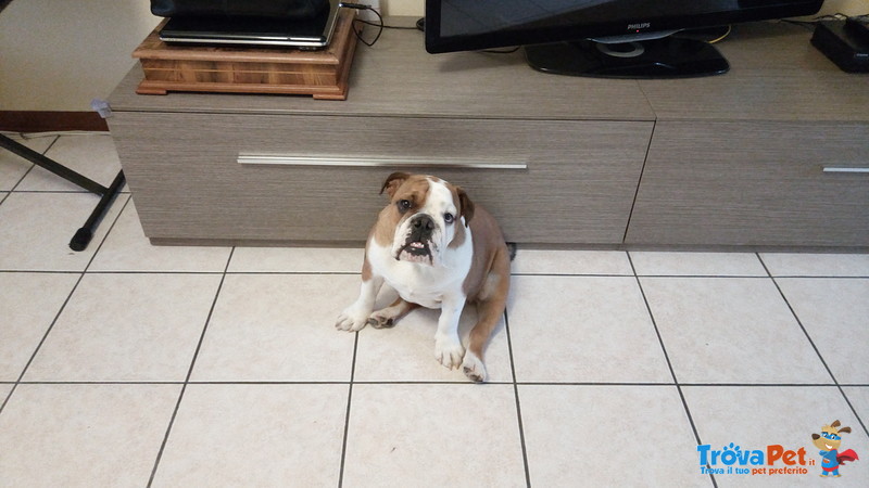 Bulldog Inglese Femmina con Pedigree Enci - Foto n. 2