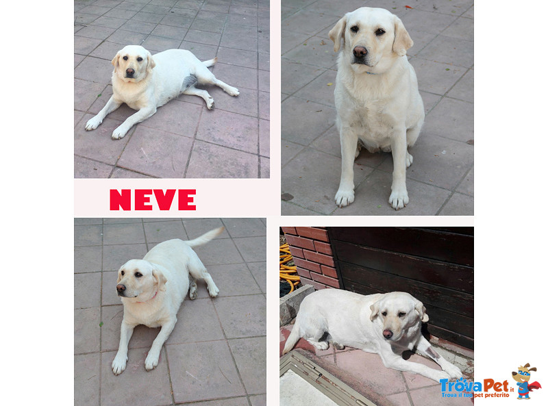 Neve, Labrador Pura, 2/3 Anni, Nonostante di Razza, L’essere Umano non gli ha Risparmiato L’abbabndo - Foto n. 1