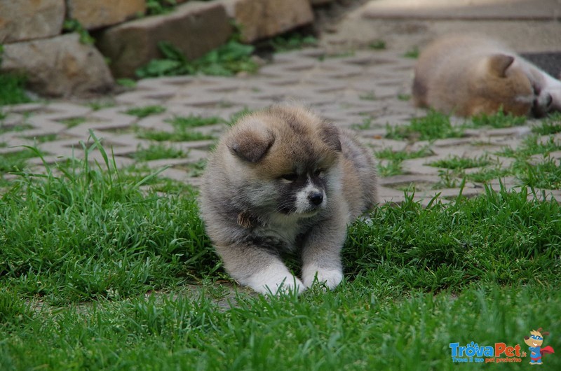 Bellissimi Cuccioli di Akita inu Disponibili - Foto n. 3