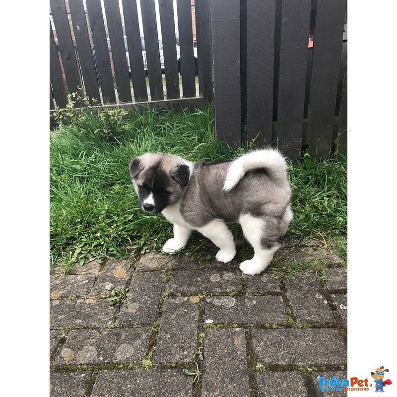 Bellissimi Cuccioli di Akita inu Disponibili - Foto n. 4