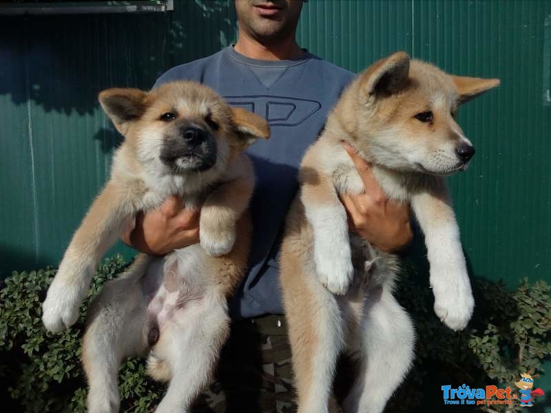 Bellissimi Cuccioli di Akita inu Disponibili - Foto n. 5