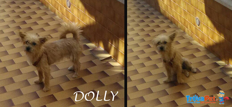 Dolly, 10 mesi per 5,5 kg di Simpatia, uno dei Tanti Abbandoni Estivi, Dalla Sicilia a Bergamo per C - Foto n. 1