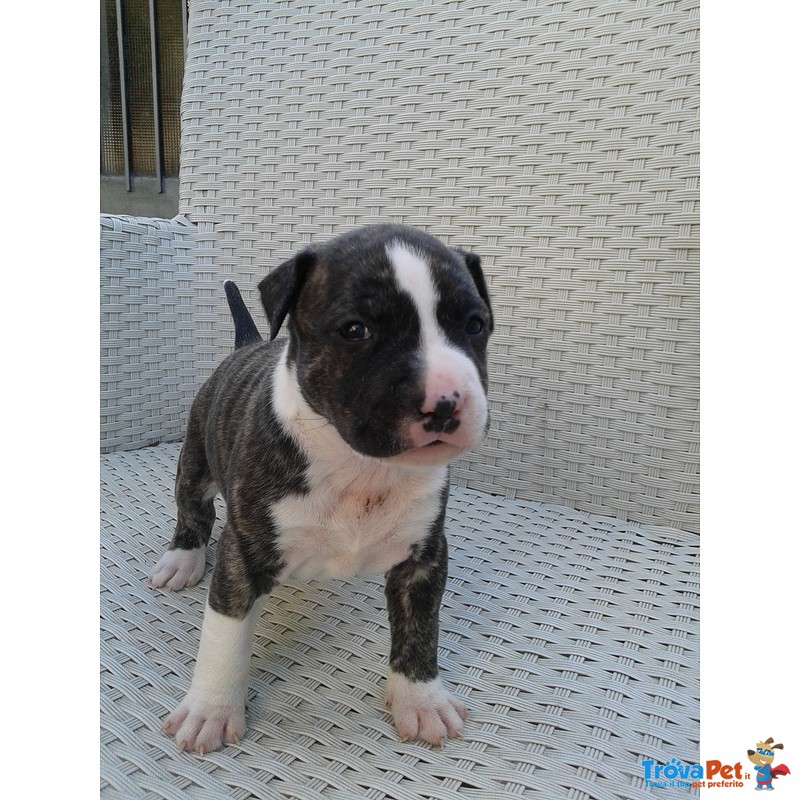 Cuccioli American Staffordshire Terrier - Foto n. 3