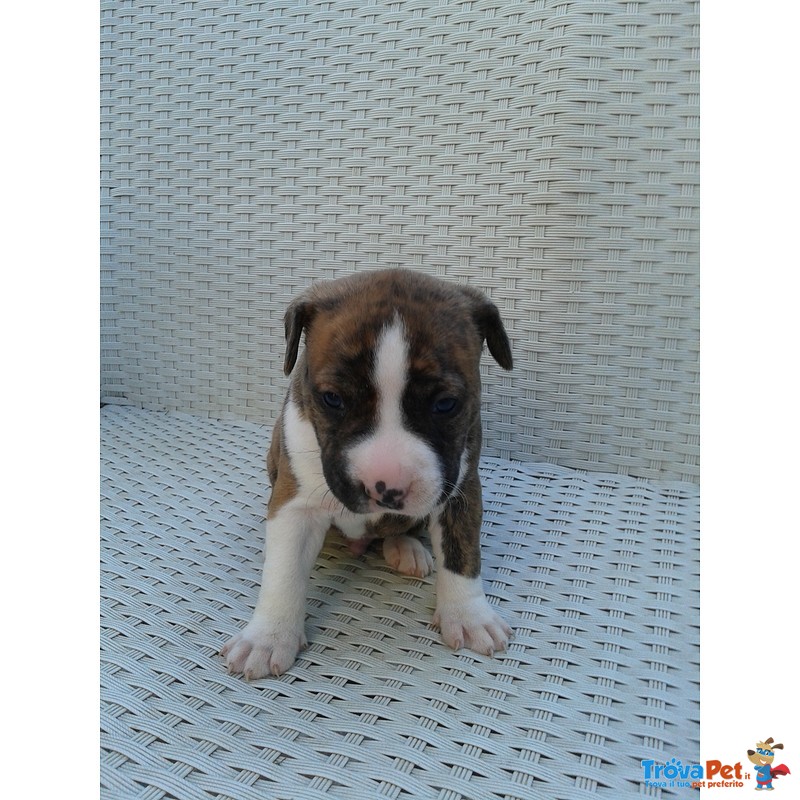 Cuccioli American Staffordshire Terrier - Foto n. 4