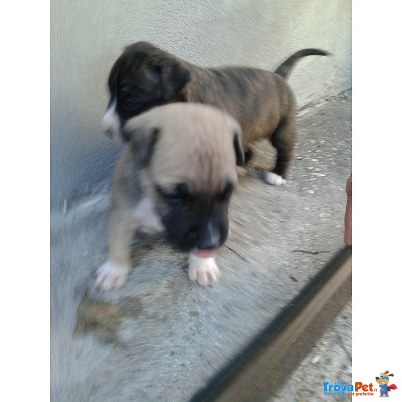 Cuccioli American Staffordshire Terrier - Foto n. 5