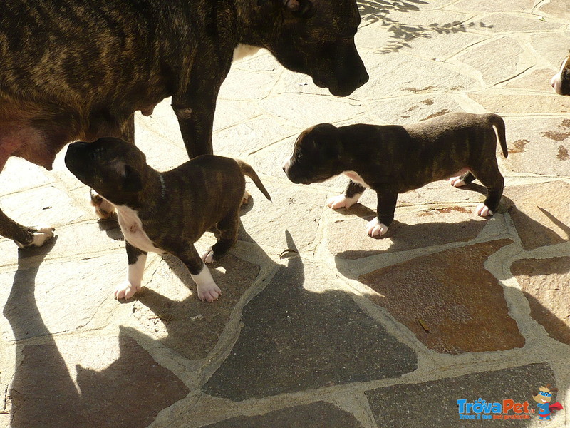 Cuccioli American Staffordshire Terrier - Foto n. 6