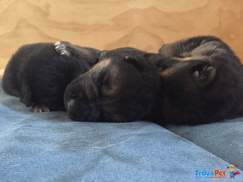 Cuccioli di Pastore Tedesco - Foto n. 1