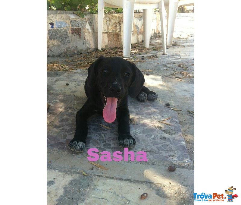 Sasha Simil Labrador - Foto n. 1