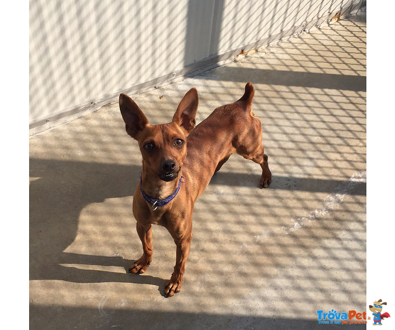 Mirtillo, Bellissimo Pinscher, 4/5 kg, un Uragano di Simpatia, Cerca Casa - Foto n. 1