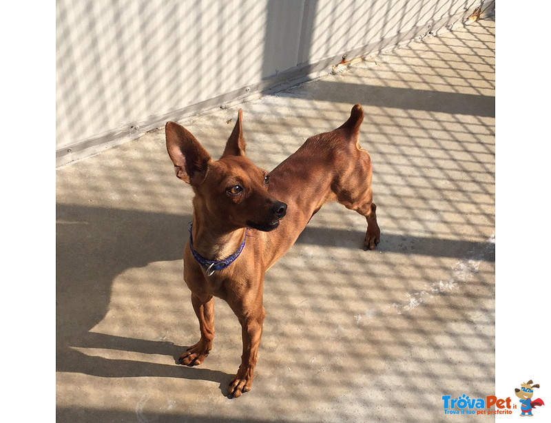 Mirtillo, Bellissimo Pinscher, 4/5 kg, un Uragano di Simpatia, Cerca Casa - Foto n. 2