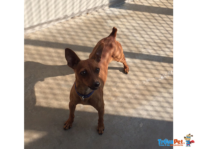 Mirtillo, Bellissimo Pinscher, 4/5 kg, un Uragano di Simpatia, Cerca Casa - Foto n. 4