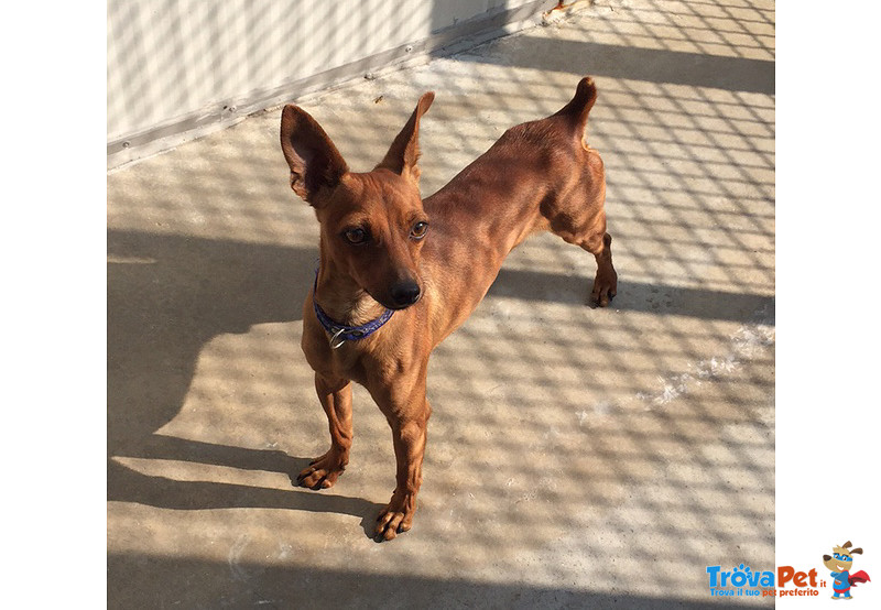 Mirtillo, Bellissimo Pinscher, 4/5 kg, un Uragano di Simpatia, Cerca Casa - Foto n. 5