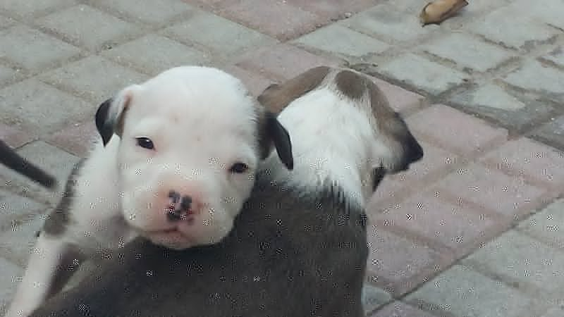 Cucciolata Amstaff - Foto n. 3