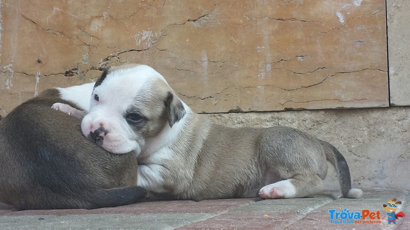 Cucciolata Amstaff - Foto n. 1