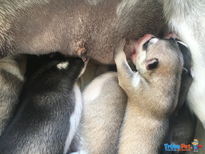 Cuccioli di Husky - Foto n. 1