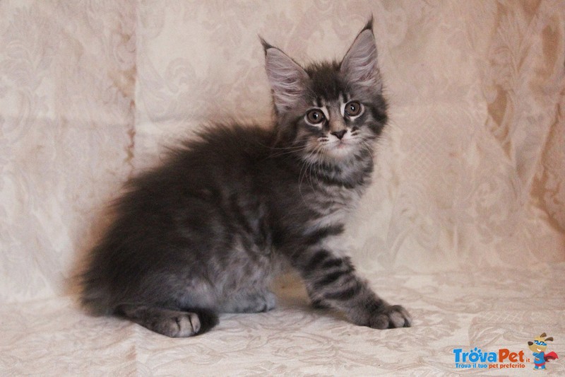 Cuccioli Maine Coon - Foto n. 2