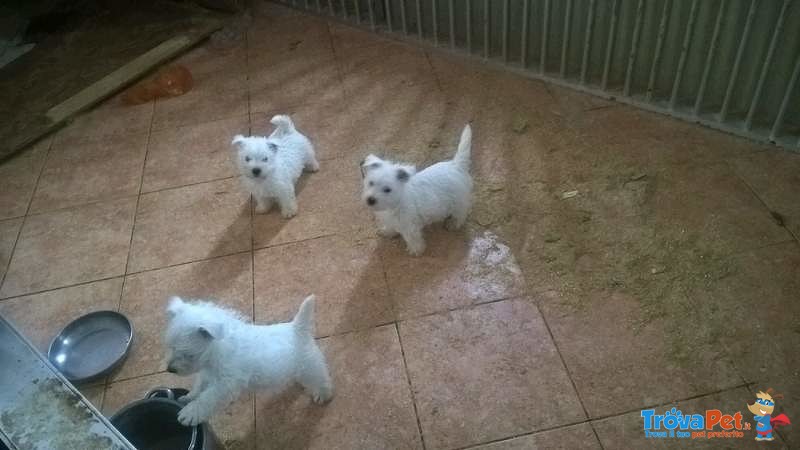 Offro in Regalo: due Cuccioli Maschi e Femmine di west Highland(offro Urgente) - Foto n. 1