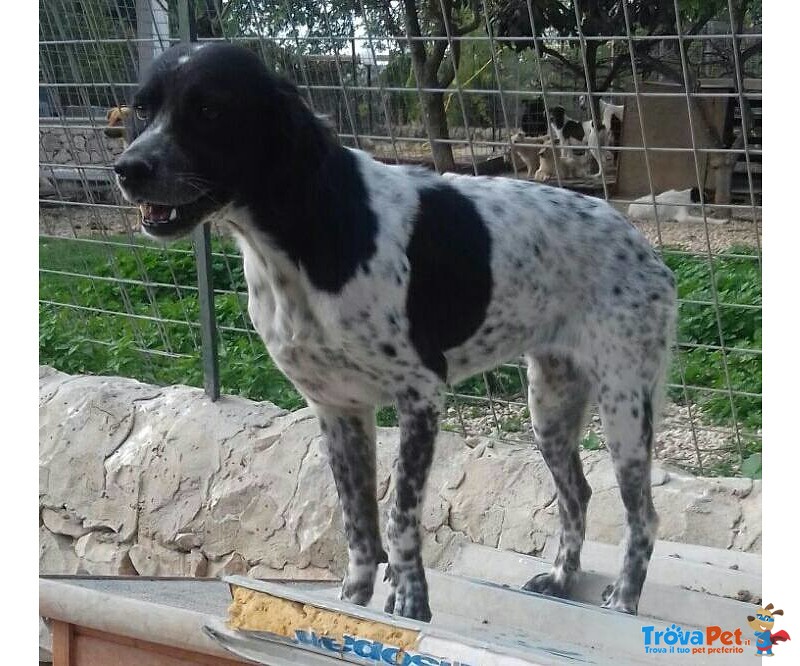 Bellissima Setterina Aspetta Ancora una Famiglia da Amare - Foto n. 3