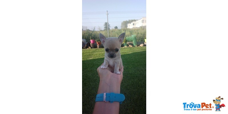 Chihuahua Cuccioli - Foto n. 1