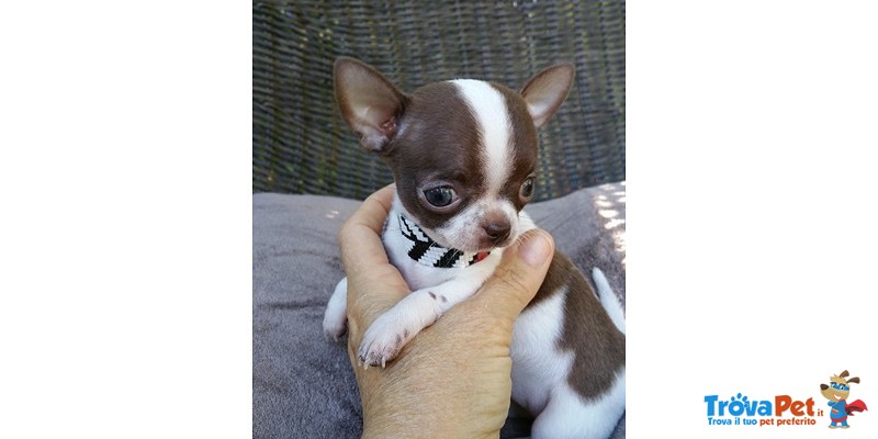 Chihuahua Cuccioli - Foto n. 4