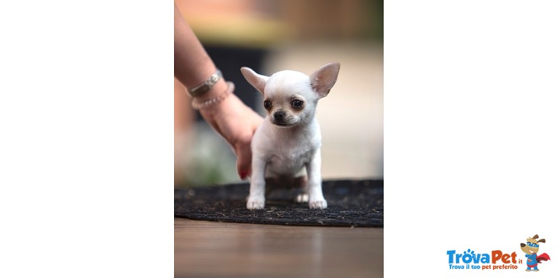 Chihuahua Cuccioli - Foto n. 6