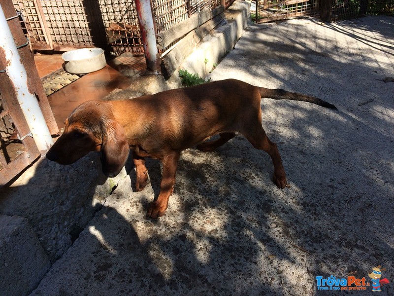 Cuccioli di Alpenlaendische Dachsbracke - Foto n. 2