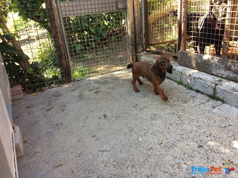 Cuccioli di Alpenlaendische Dachsbracke - Foto n. 4