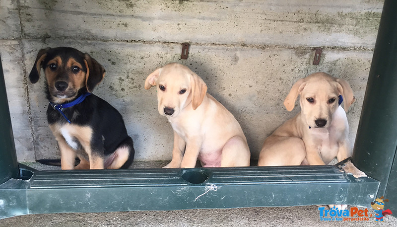 Cuccioli Incrocio Labrador Ascott e Dodo, Incrocio Lupoide Casper, Hanno Lottato tra la vita e la Mo - Foto n. 1