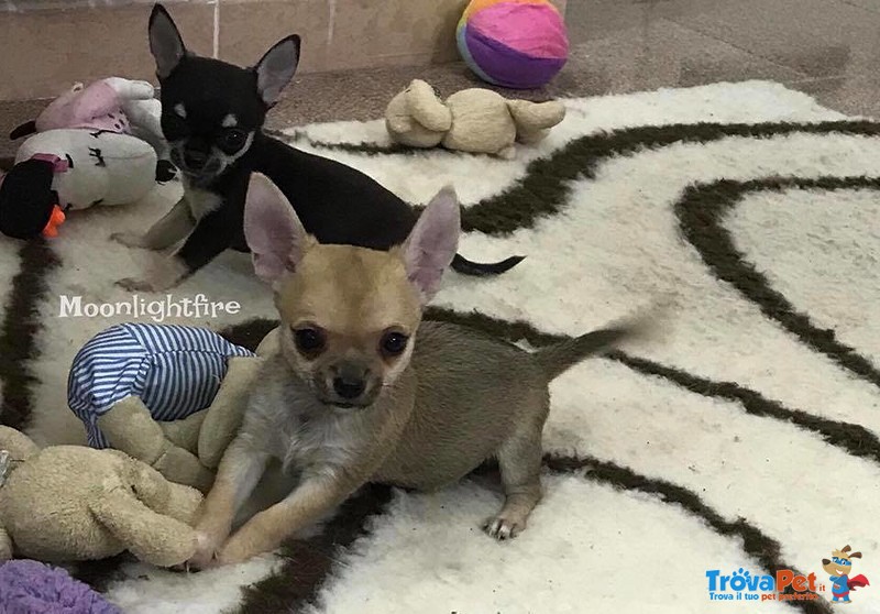 Chihuahua Cuccioli con Pedigree - Foto n. 1