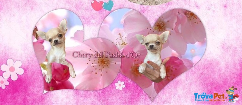 Cucciola Chihuahua con Pedigree - Foto n. 2