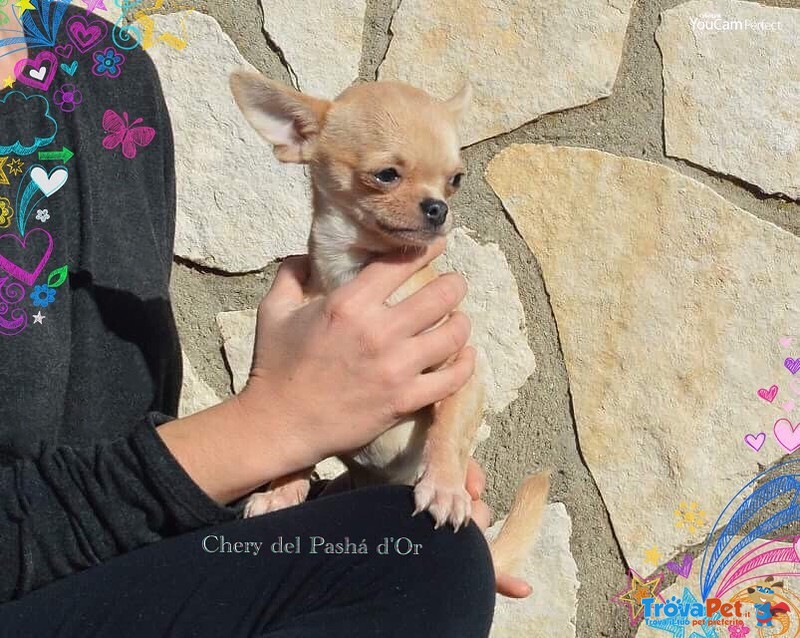 Cucciola Chihuahua con Pedigree - Foto n. 3