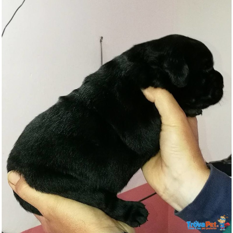 Strepitosa Cucciolata di Labrador Retriever Gialli e Neri - Foto n. 4