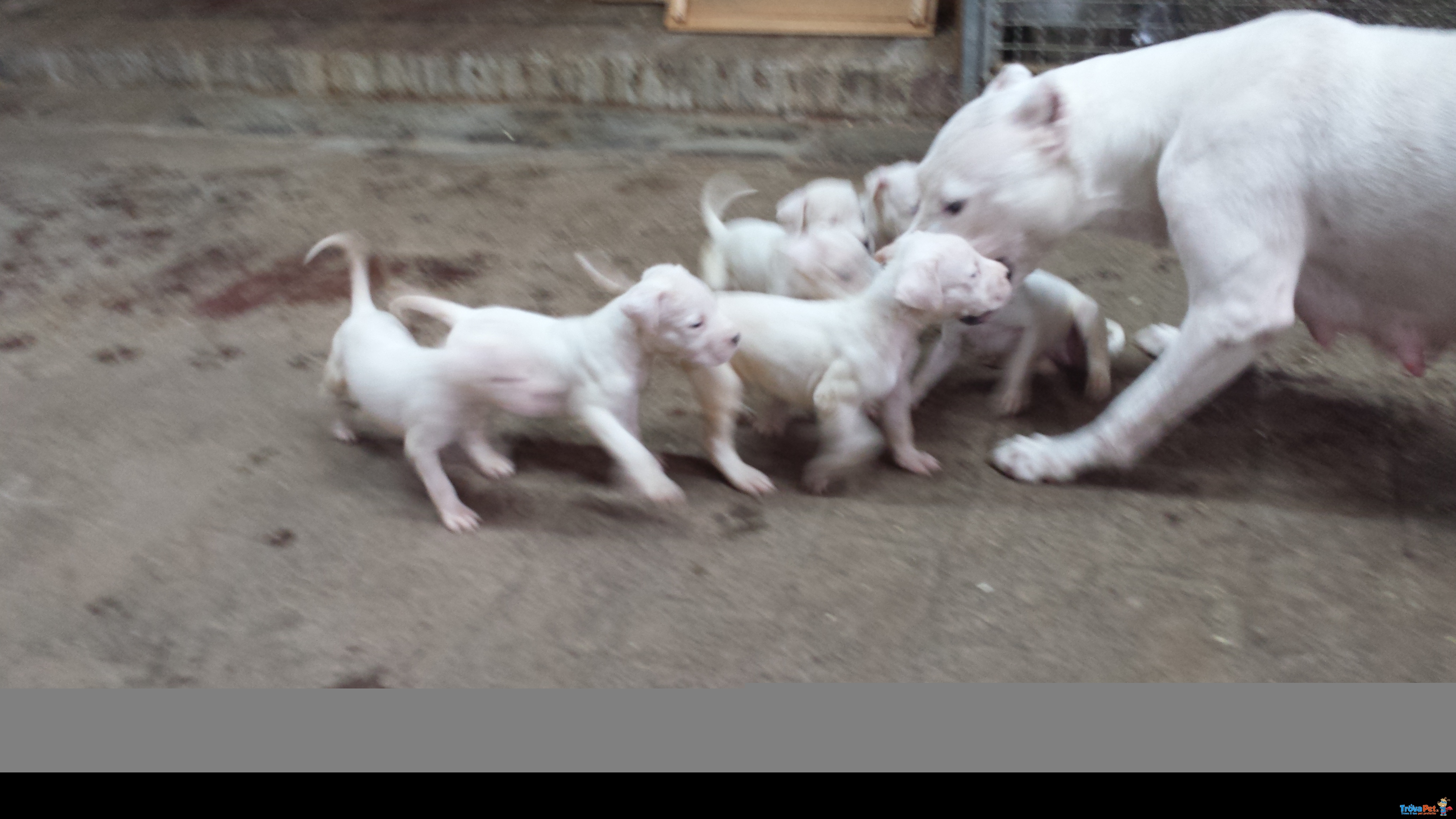 Cuccioli di dogo Argentino - Foto n. 1