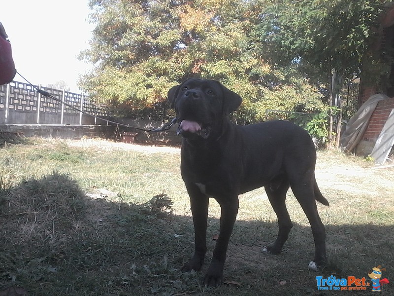 Un Amore di cane Corso.......... - Foto n. 2