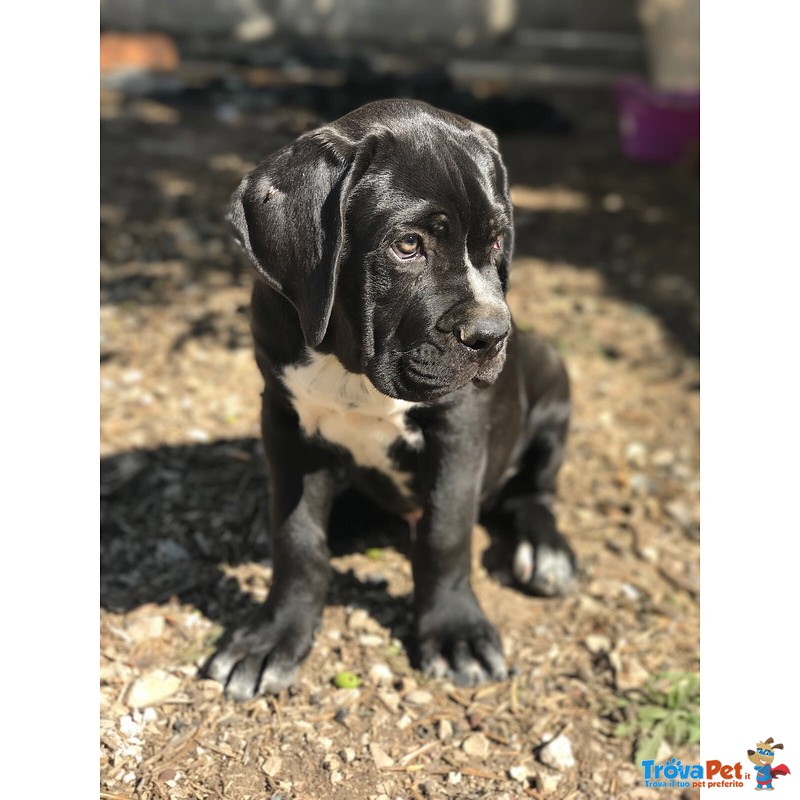 Splendidi Cuccioli di cane Corso - Foto n. 2