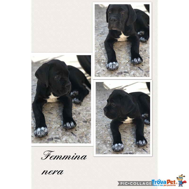 Splendidi Cuccioli di cane Corso - Foto n. 5