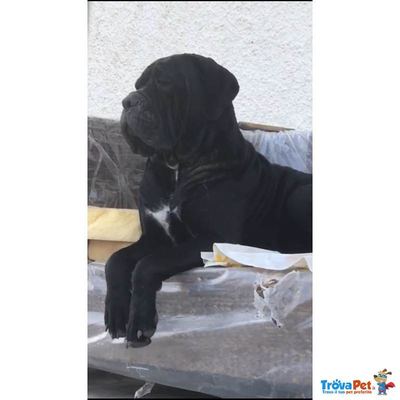 Splendidi Cuccioli di cane Corso - Foto n. 8