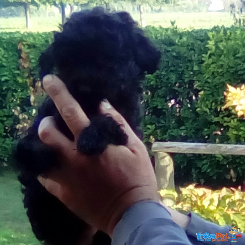 Cuccioli di Barboncino nero solo Maschio - Foto n. 3