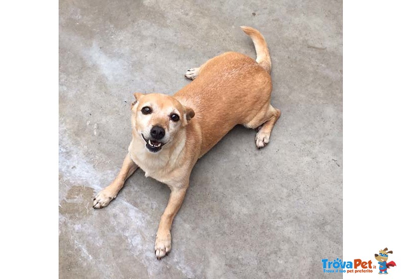 Nancy, Taglia Piccola, Circa 5/6 kg, 6 Anni. una Cagnolina Dolcissima che Attende di Iniziare una Nu - Foto n. 1