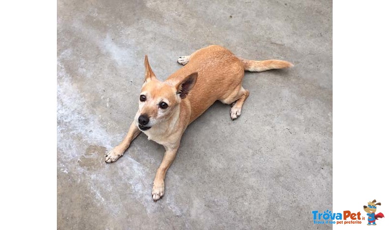 Nancy, Taglia Piccola, Circa 5/6 kg, 6 Anni. una Cagnolina Dolcissima che Attende di Iniziare una Nu - Foto n. 4