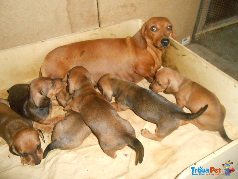 Cuccioli Bassotto - Foto n. 2