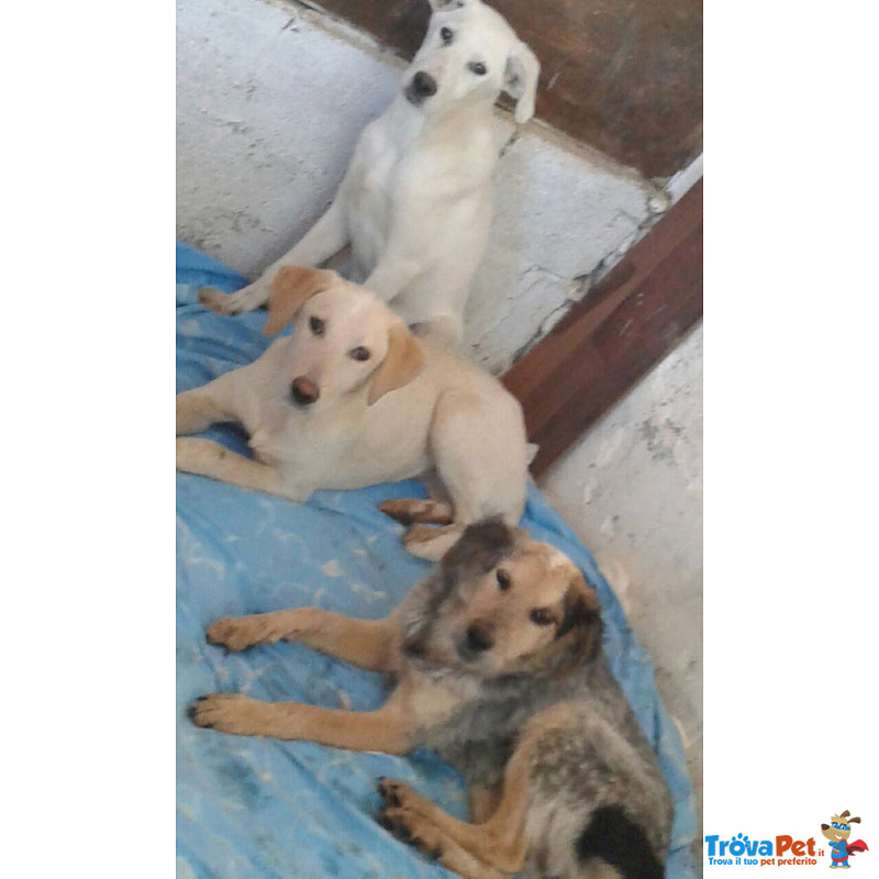 Polo, Candy e Macchia, Incroci Labrador e Meticci, Cuccioli di 7 Mesi, tre Abbandoni Diversi, ma C - Foto n. 1