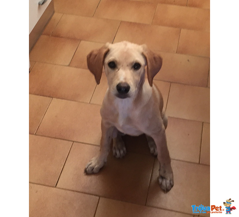 Cuccioli Incrocio Labrador Federica e Serafina, 3 mesi e Mezzo, Cercano Casa. - Foto n. 1