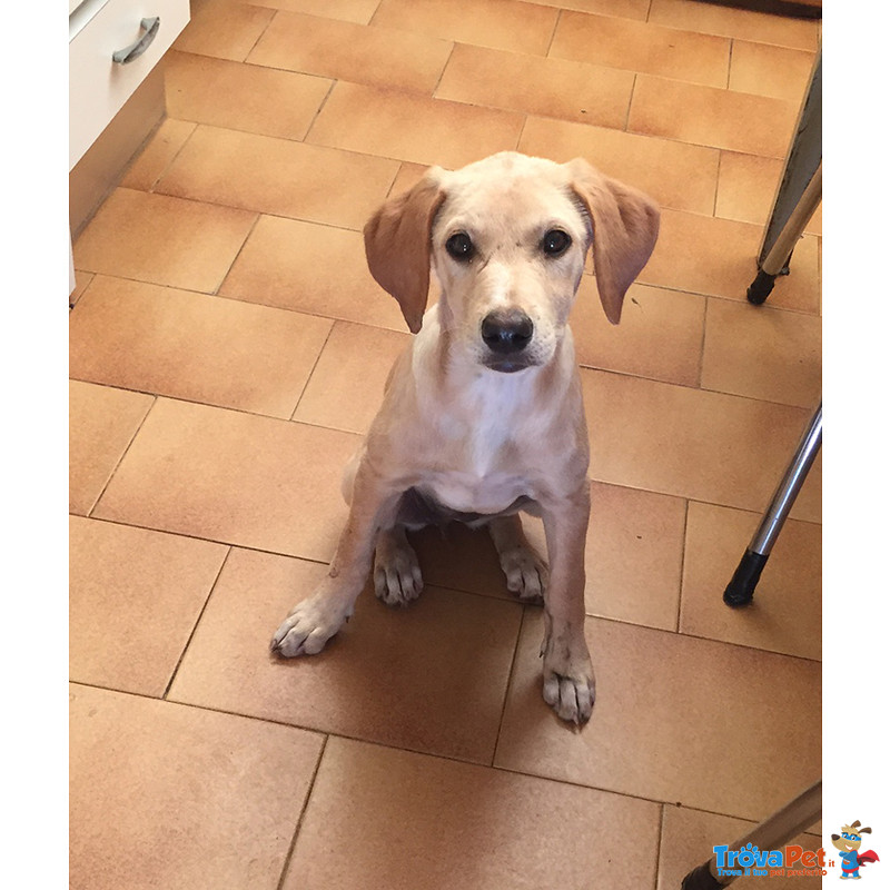 Cuccioli Incrocio Labrador Federica e Serafina, 3 mesi e Mezzo, Cercano Casa. - Foto n. 2