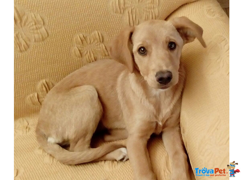 Cuccioli Incrocio Labrador Federica e Serafina, 3 mesi e Mezzo, Cercano Casa. - Foto n. 3