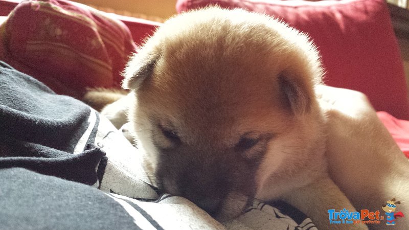 Cuccioli Shiba Inu - Foto n. 3