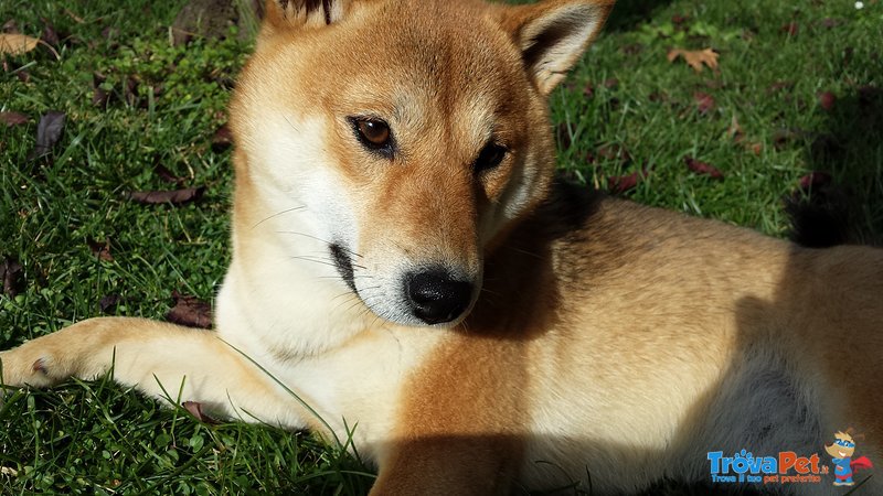 Cuccioli Shiba Inu - Foto n. 4