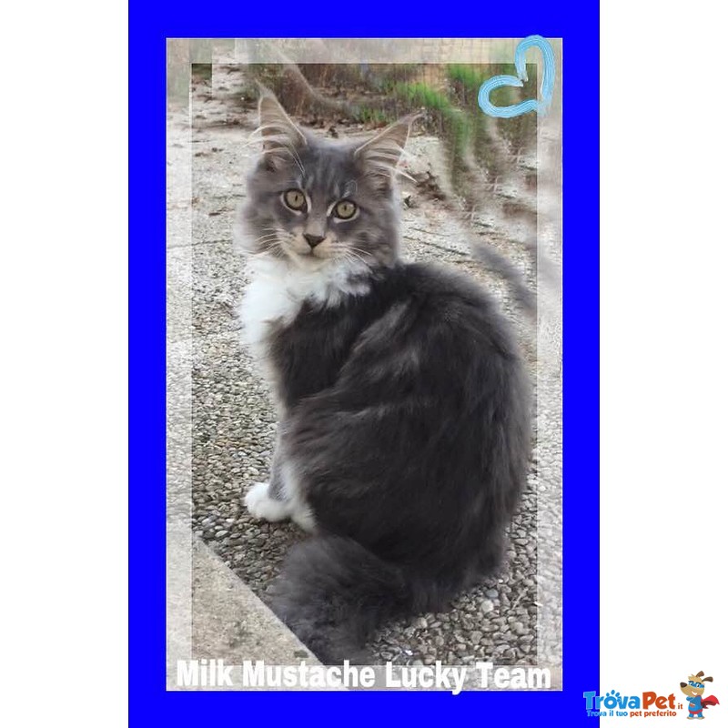 Maine coon Gattini Maschi e Femmine Disponibili Subito - Foto n. 2